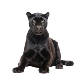 a black panther sitting on the ground