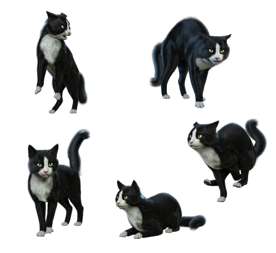 four different poses of a black and white cat