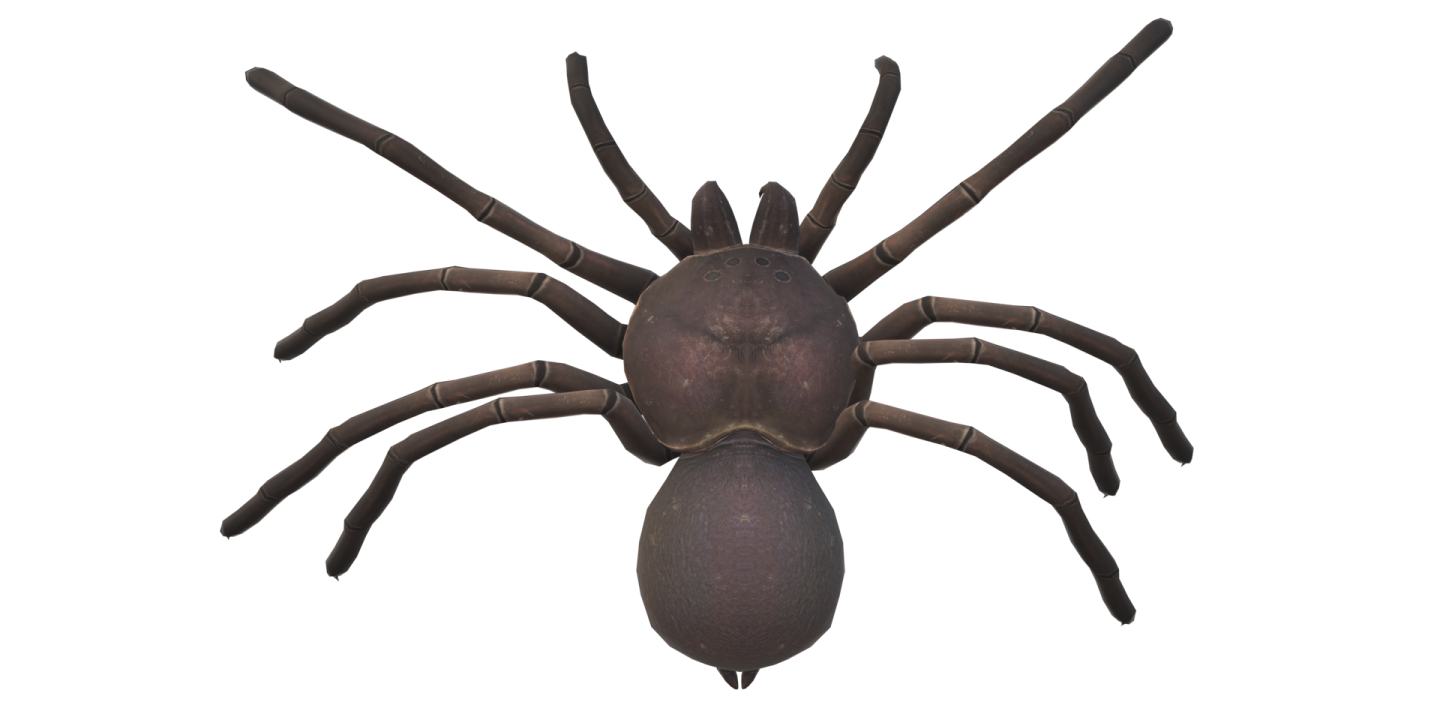 a tara spider on a white background