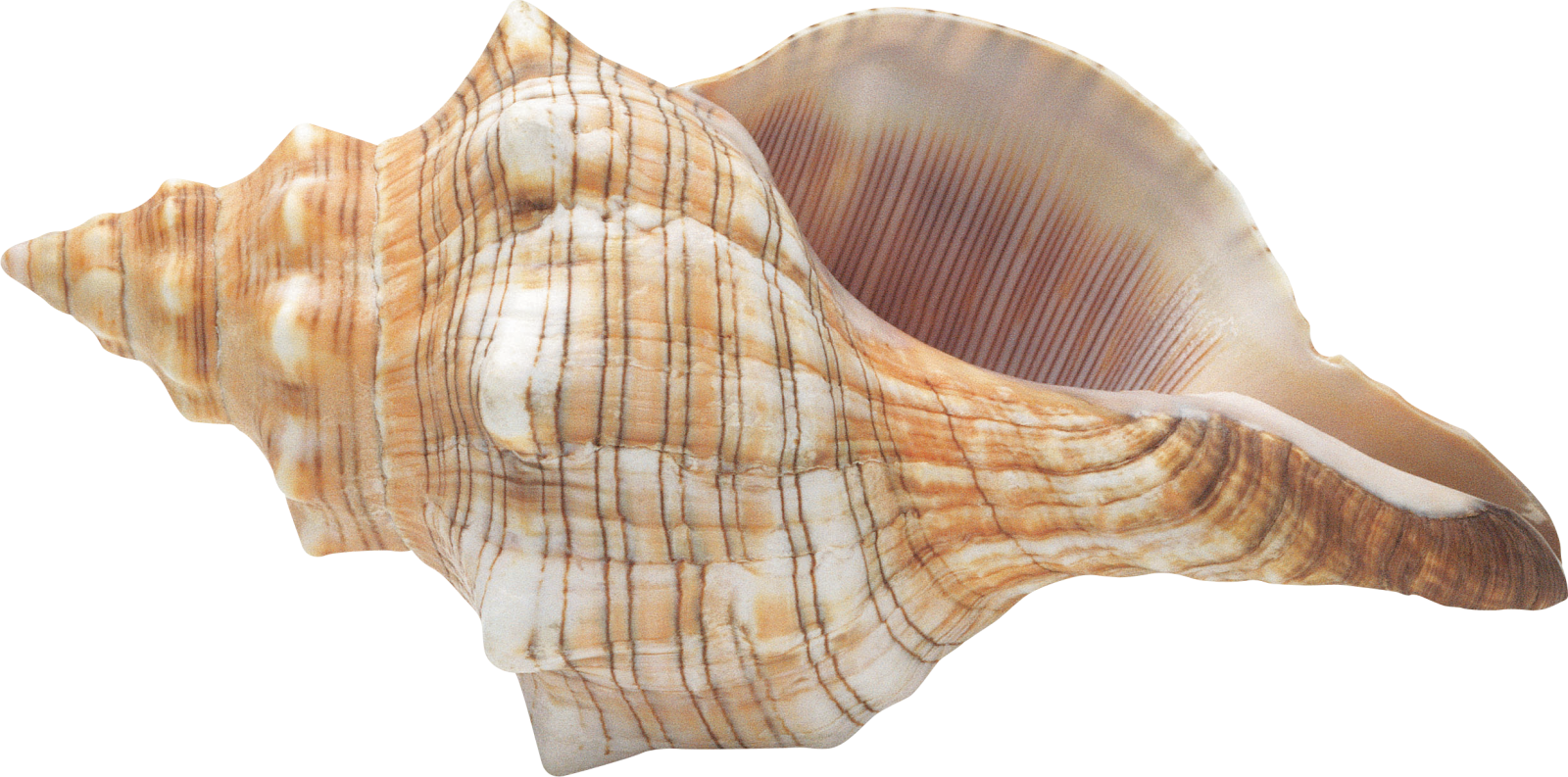 a sea shell on a white background