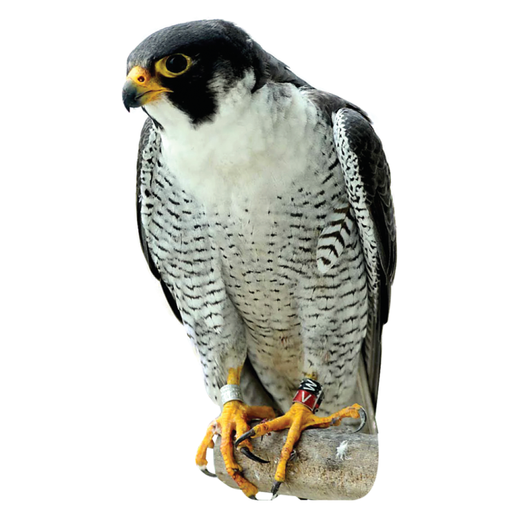 a bird sitting on top of a rock