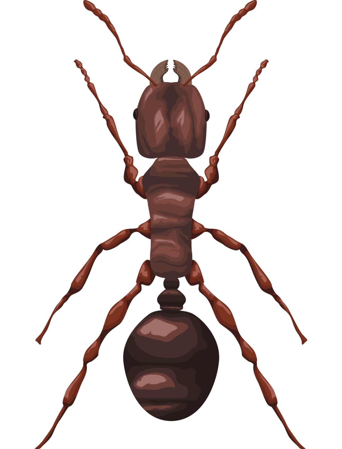 A brown ant beetle on a white background