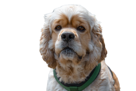 a brown and white dog with a green collar
