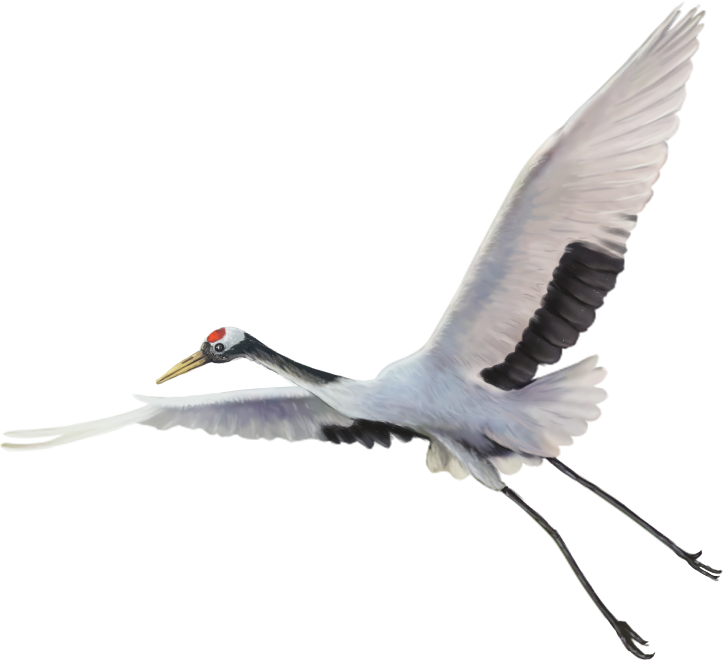 a bird flying in the air with its wings spread