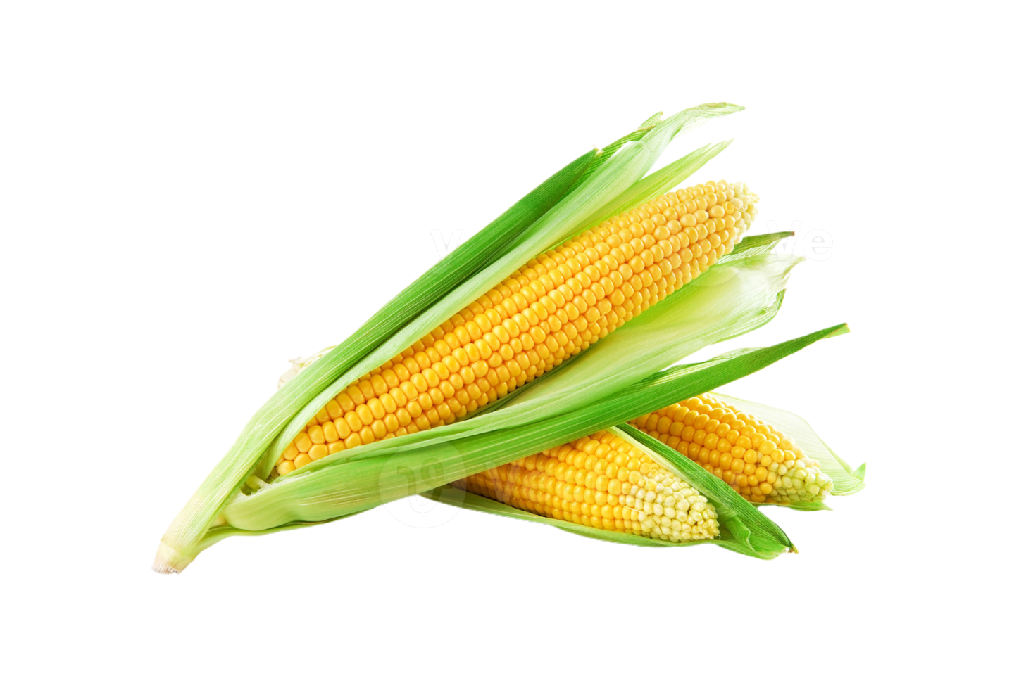 corn on a white background