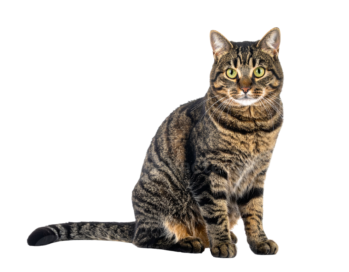 a cat sitting on the floor looking at the camera