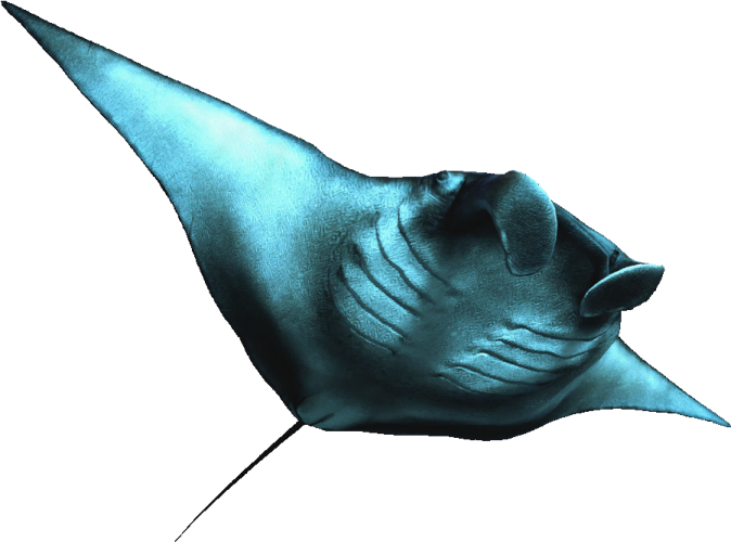 a manta ray fish on a white background
