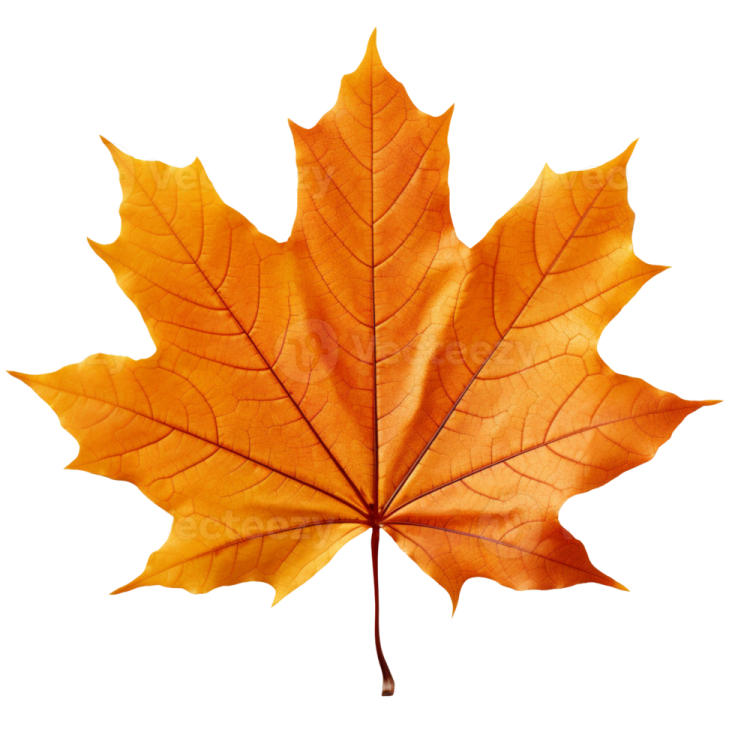 a maple leaf on a white background