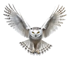 an owl flying with its wings open