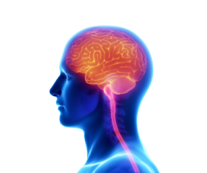 a man's head with the brain highlighted in red