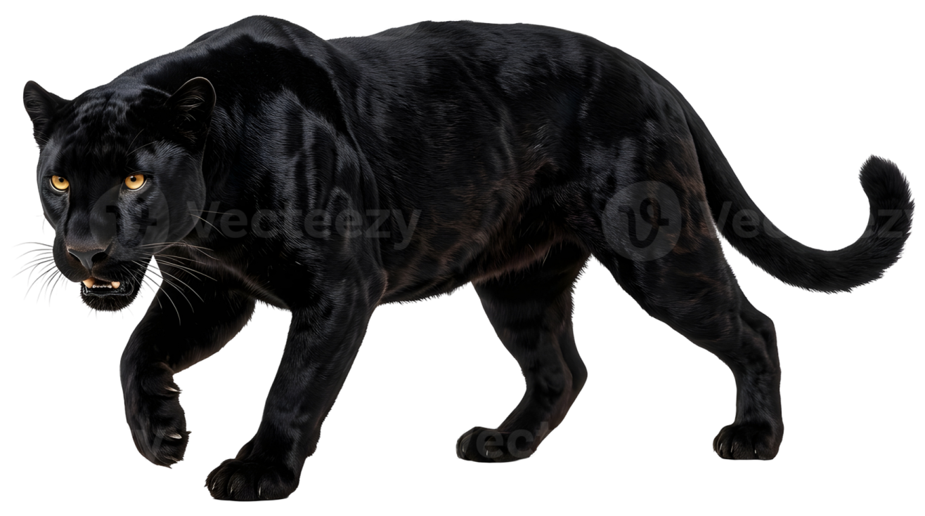 a black panther walking on a white background