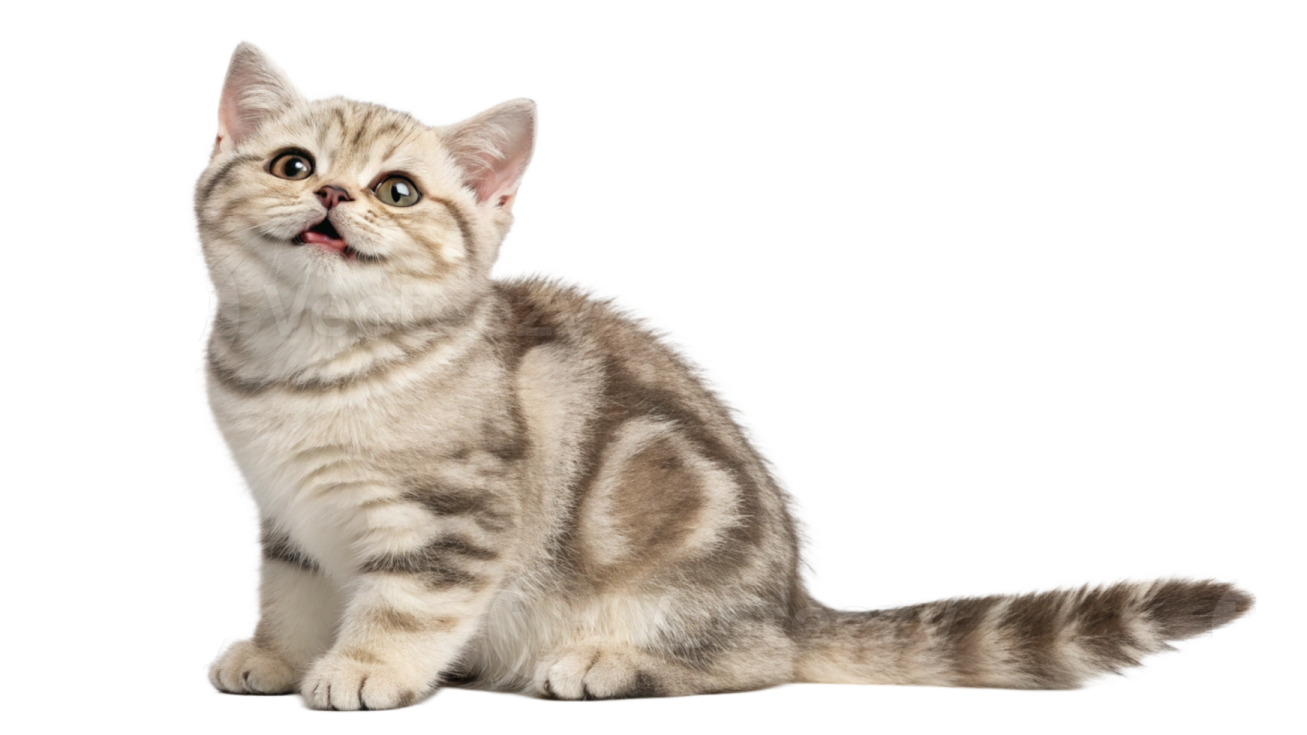 a small kitten looking up at the camera