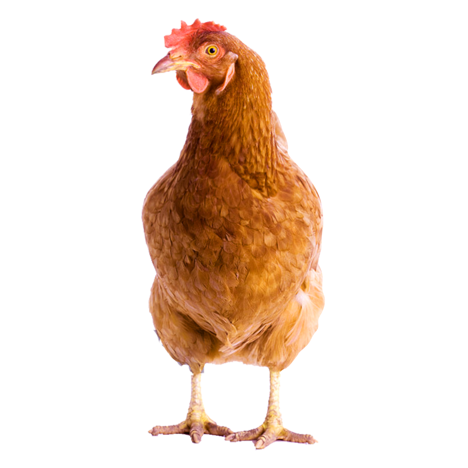 a brown chicken standing up against a white background