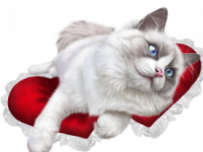 a white cat laying on top of a red pillow
