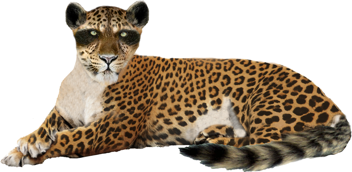 a large leopard laying down on the ground