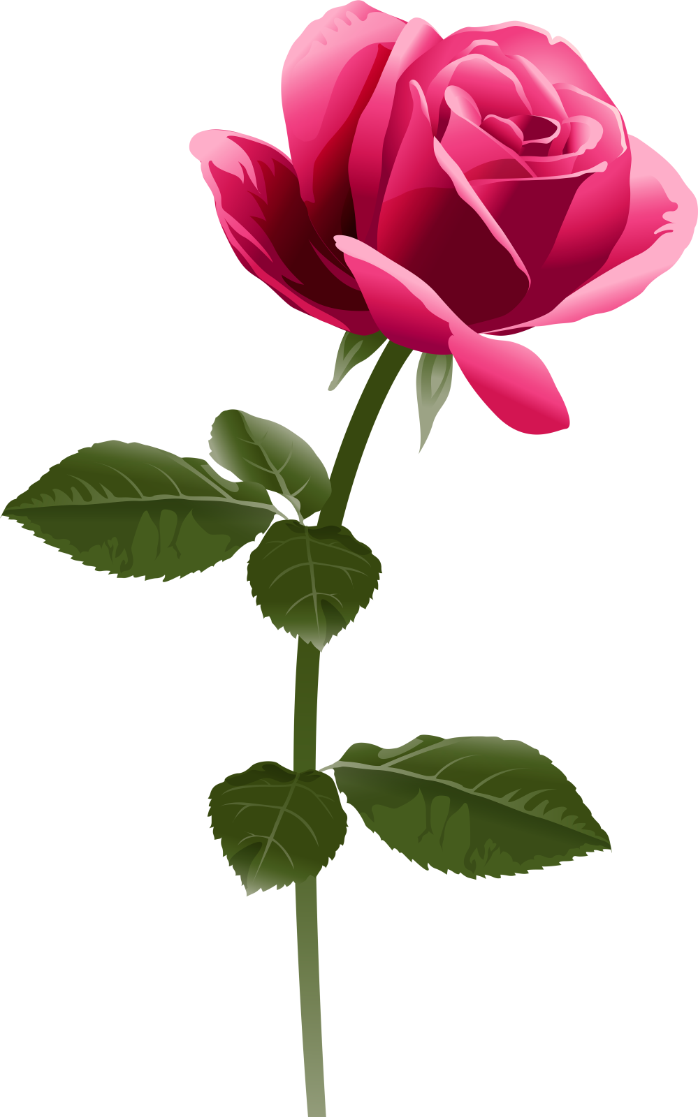 a pink rose on a white background