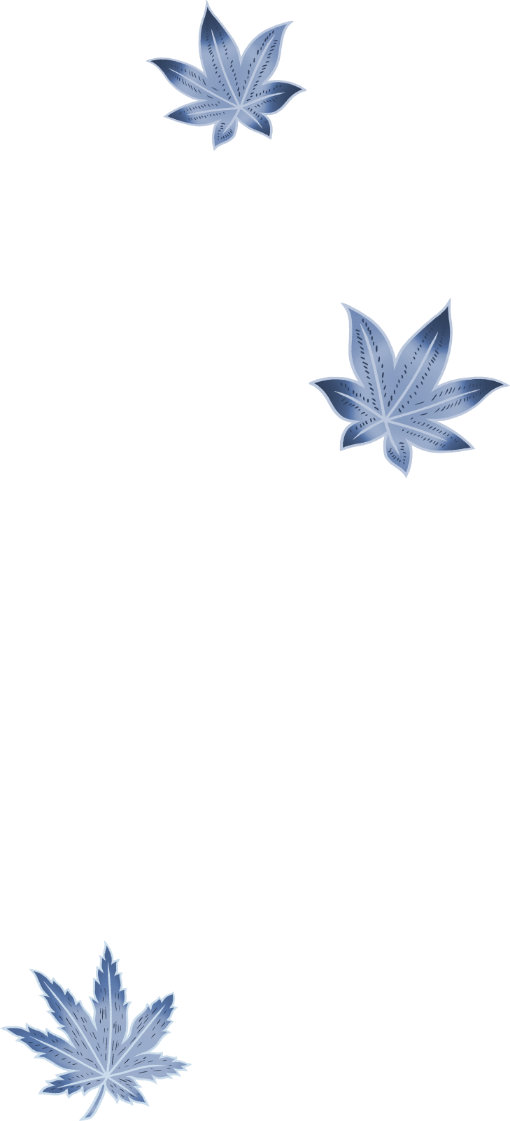blue maple leaves on a white background