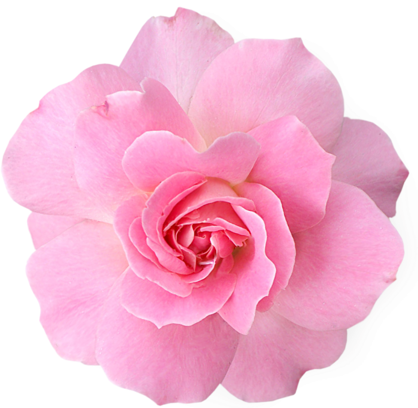 a pink rose on a white background