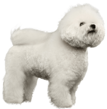 a small white dog standing in front of a white background