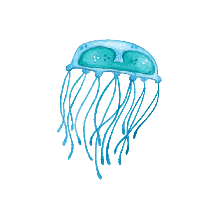 a watercolor drawing of a jellyfish
