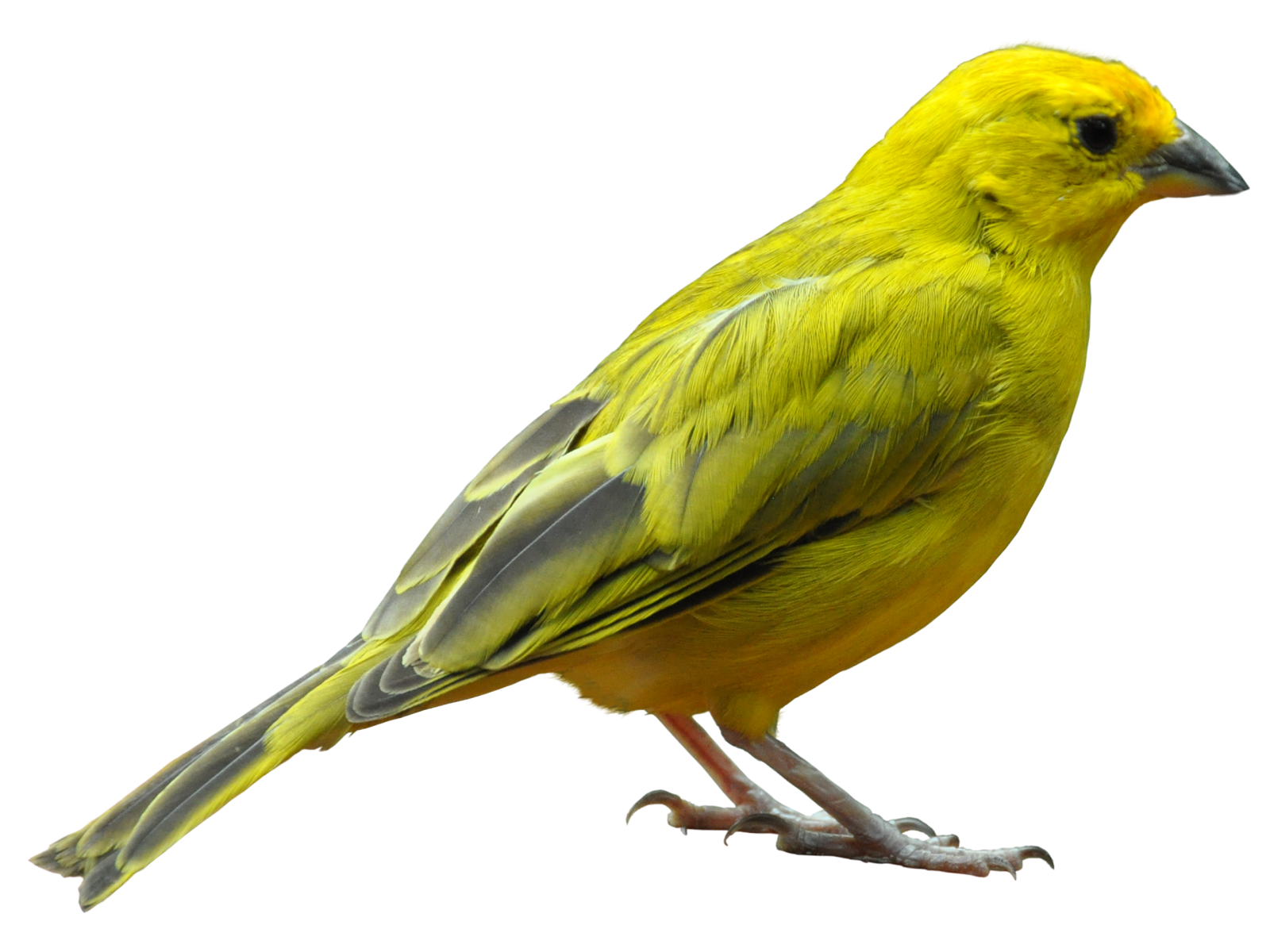 a yellow bird perched on a white background