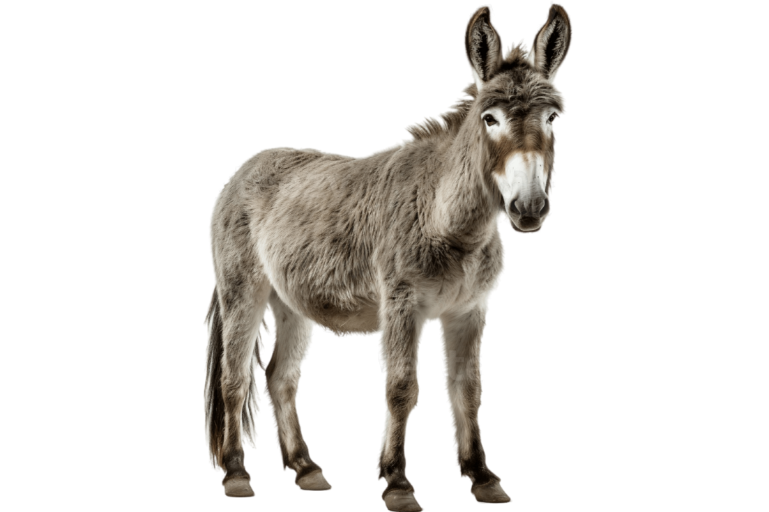 a donkey standing in front of a white background