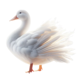 a white duck with its wings spread out