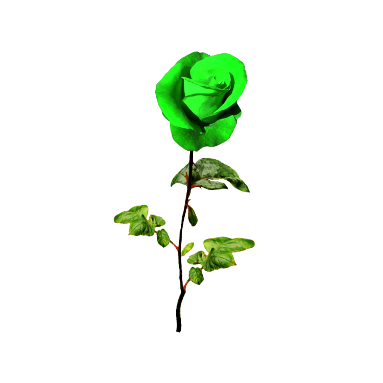 a single green rose on a white background