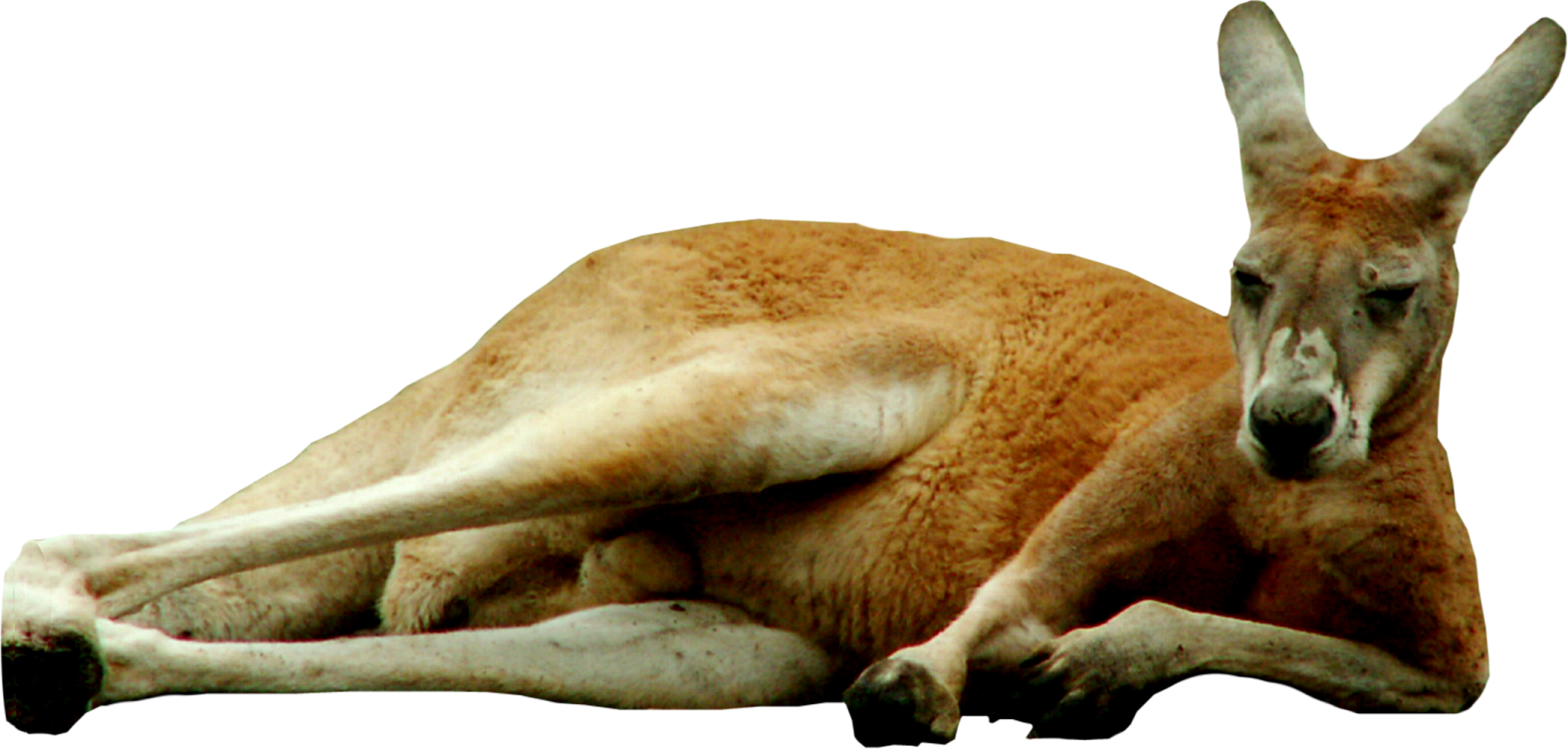 a kangaroo laying down on the ground