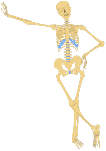 a skeleton is shown in this image