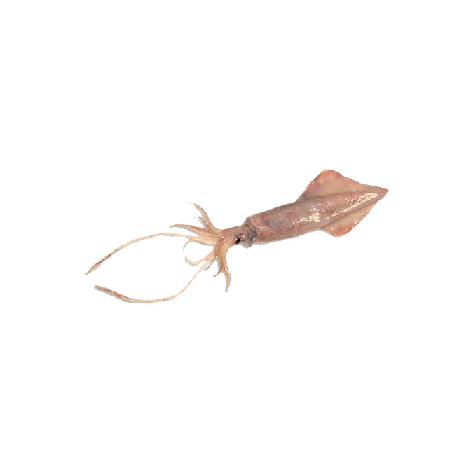 an image of a squid on a white background