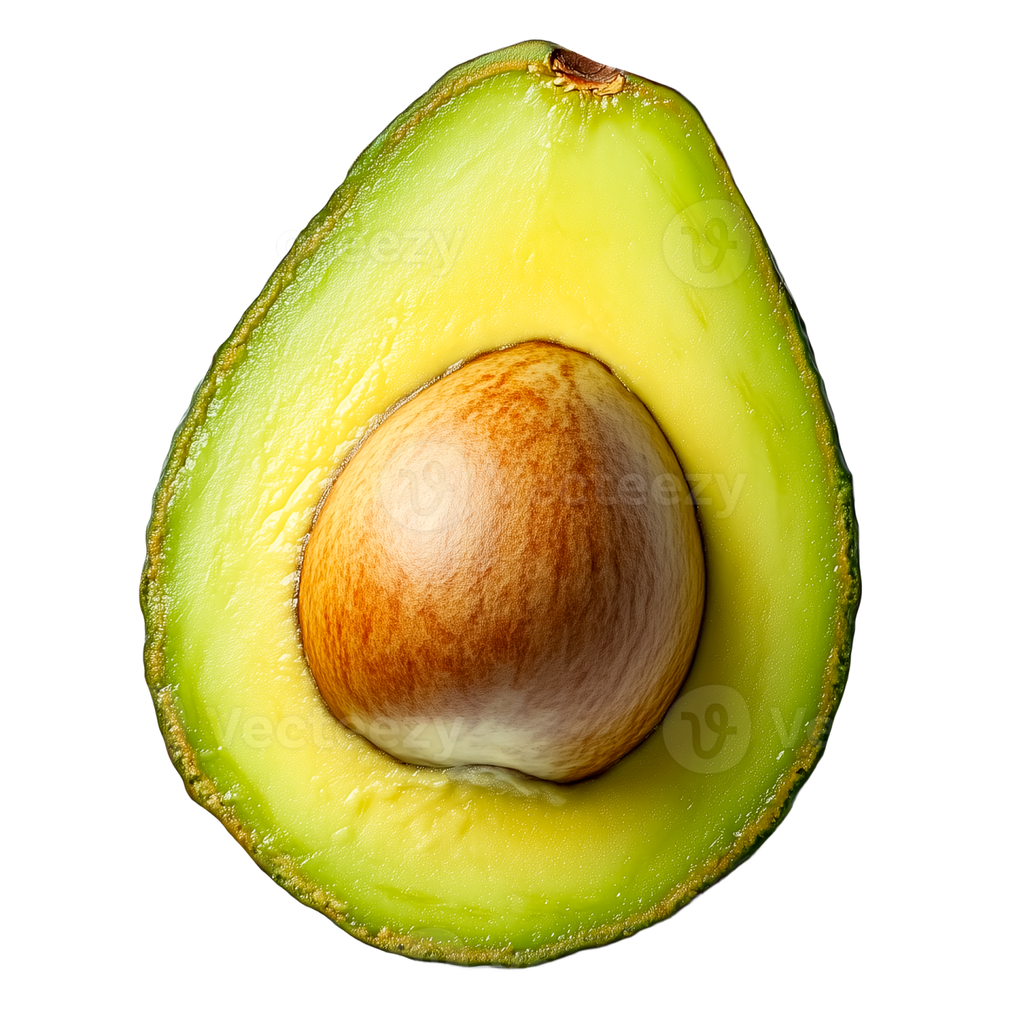 an avoca on a white background