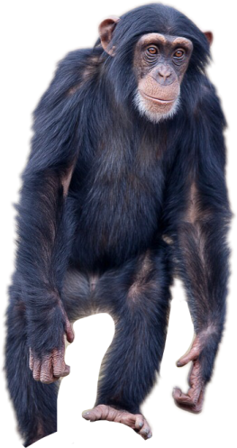 a small monkey standing on its hinds