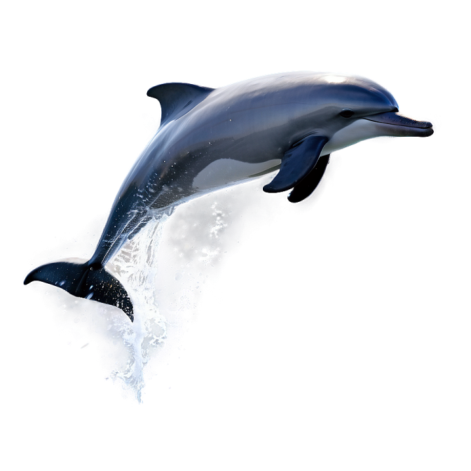 a dolphin jumping out of the water