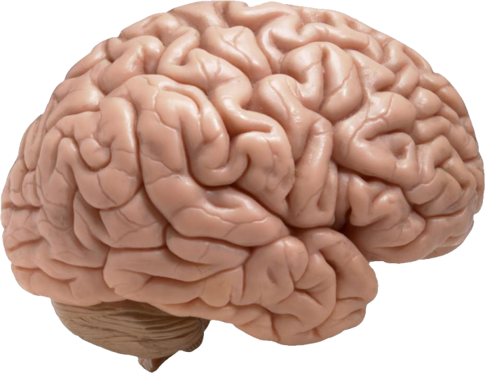 an image of a human brain