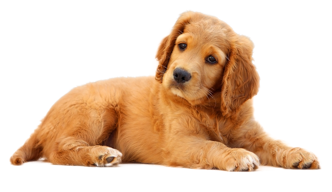 a small dog laying down on the floor