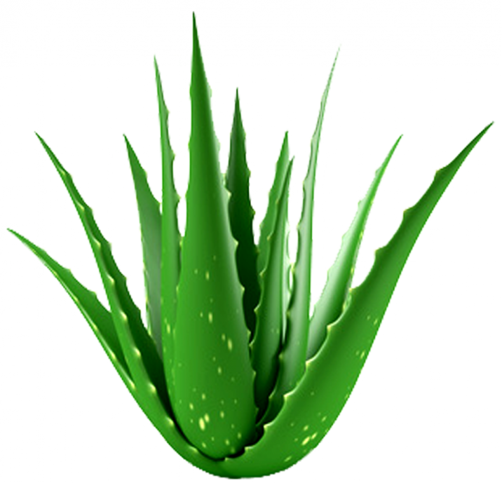a green plant on a white background