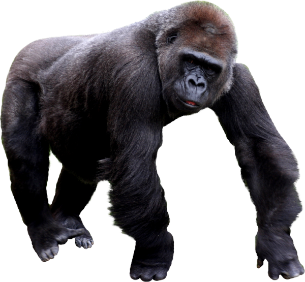 a gorilla standing on one leg