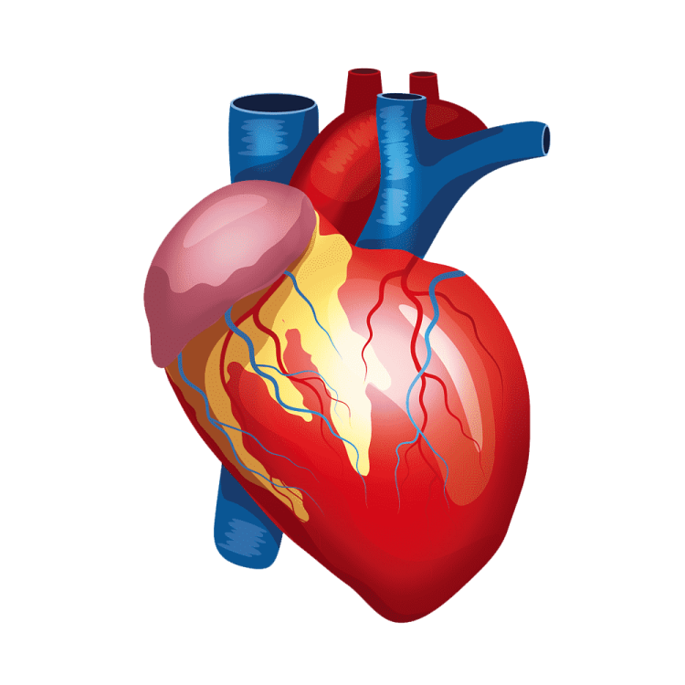 an illustration of the human heart