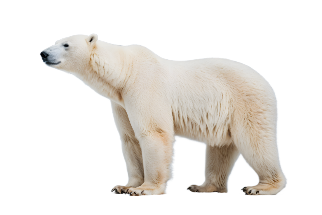 a polar bear standing in front of a white background
