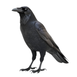 a black bird sitting on top of a white surface