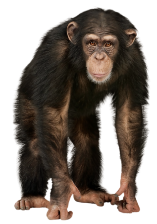 a monkey standing on its hinds