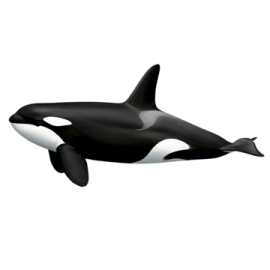 a black and white orca in the air