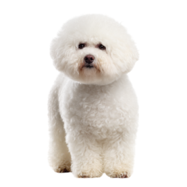 a small white dog sitting on a white surface