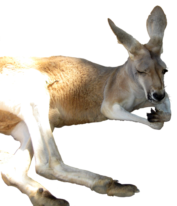 a kangaroo laying on the ground