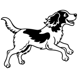 a black and white dog running on a white background