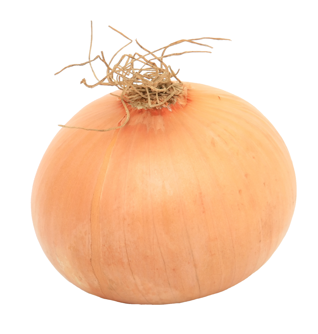 an onion on a white background