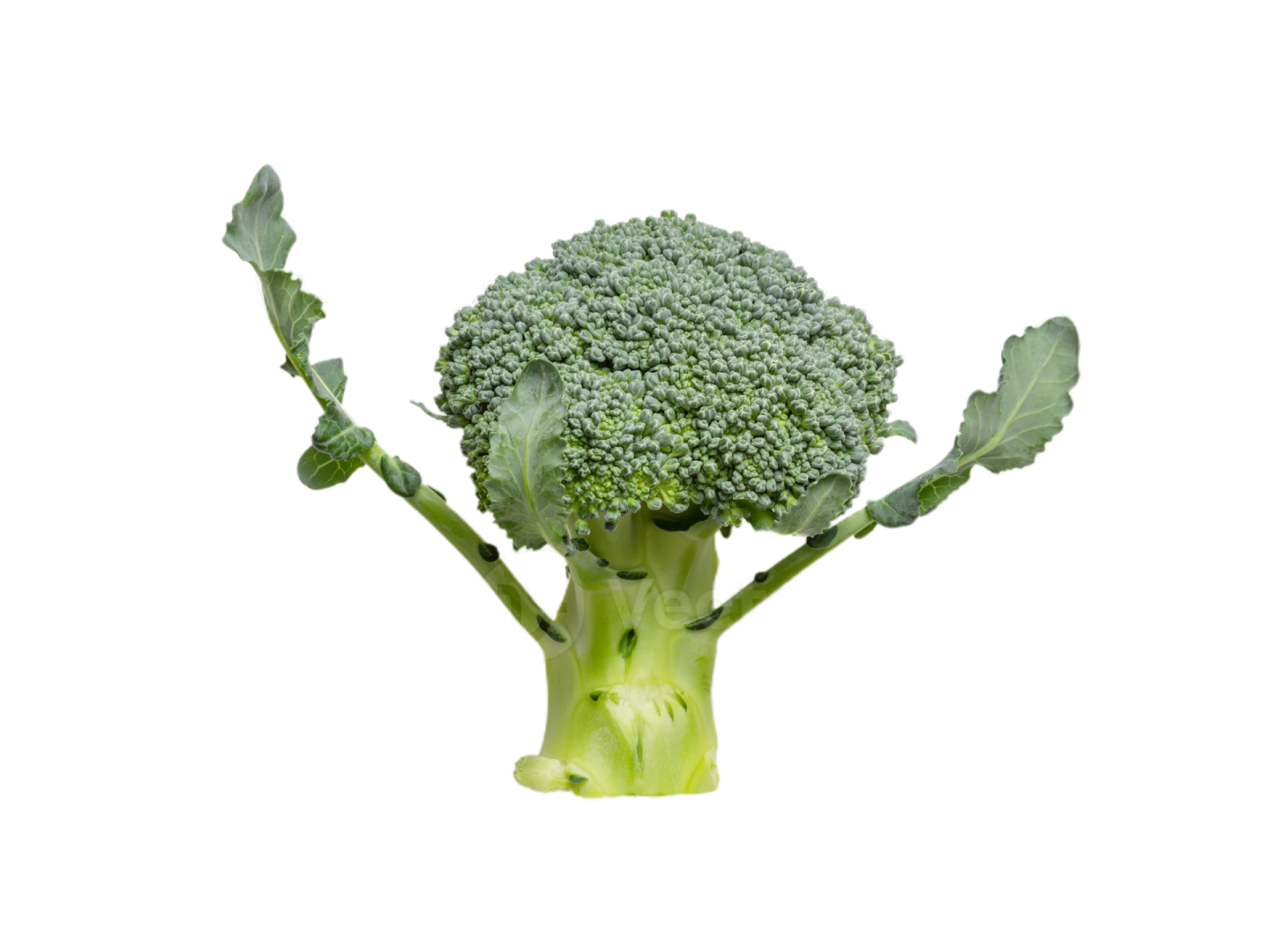 a close up of a piece of broccote