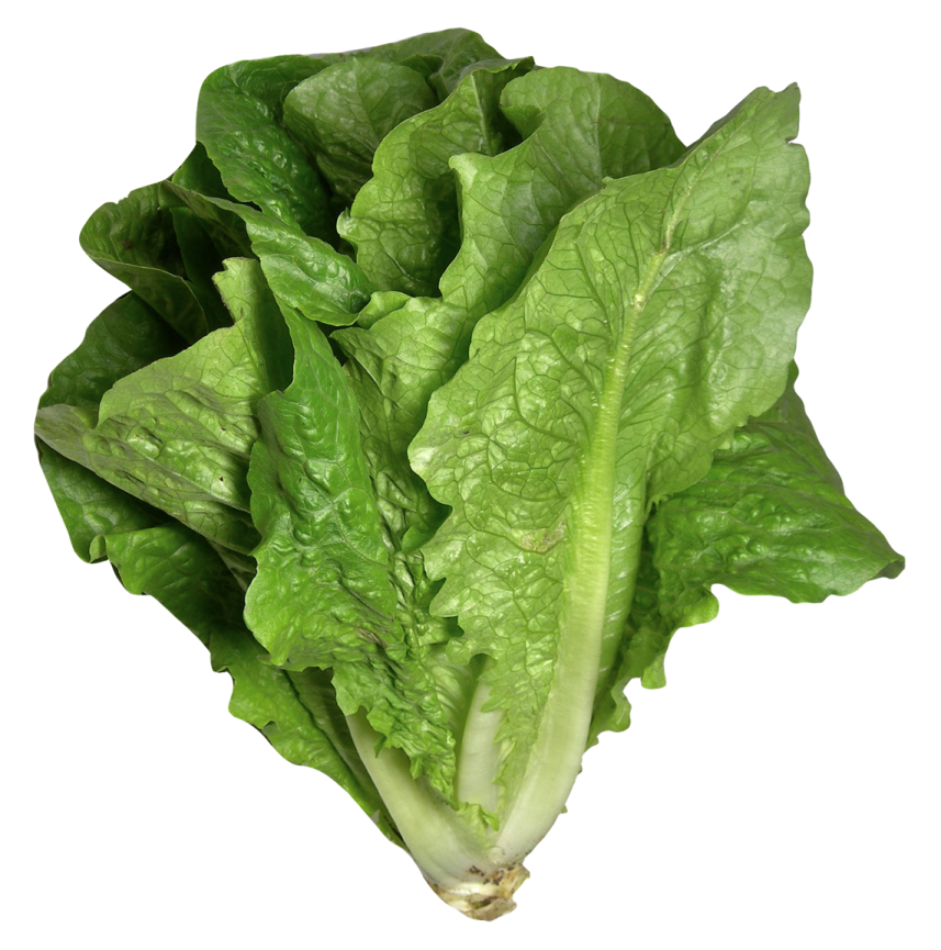 a bunch of leta leaves on a white background