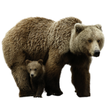 a mother bear and her two cubs
